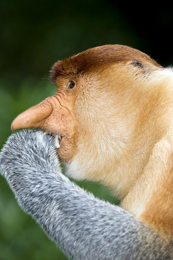 Nature Photograph - Proboscis Monkey #4 by Tony Camacho