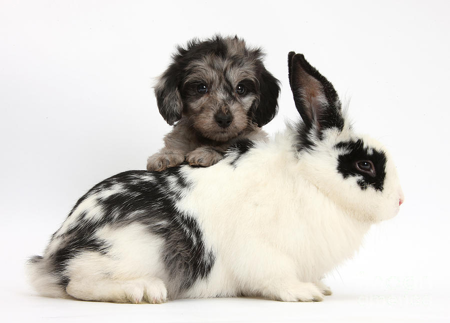 Puppy And Rabbit #4 Photograph by Mark Taylor