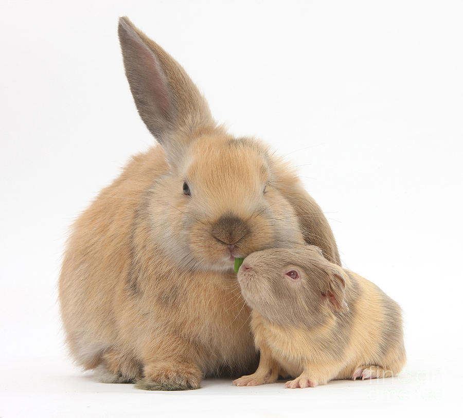 Rabbit And Guinea Pig #6 Photograph by Mark Taylor