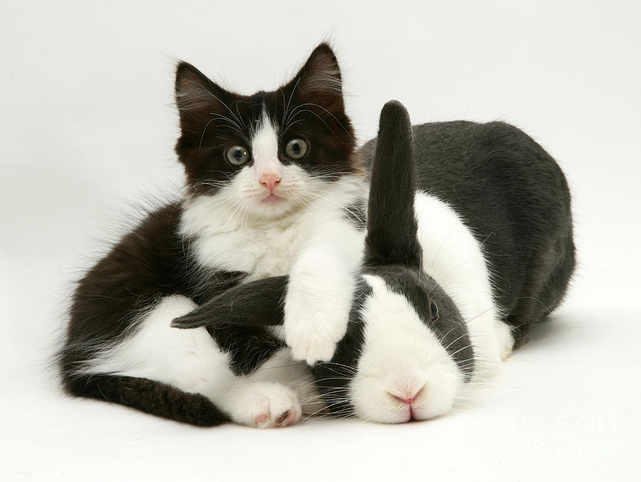 Animal Photograph - Rabbit And Kitten #17 by Jane Burton