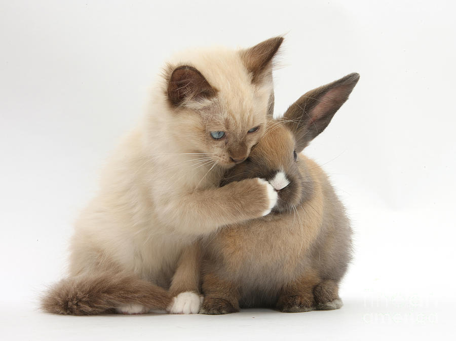 Nature Photograph - Ragdoll-cross Kitten And Young Rabbit #5 by Mark Taylor