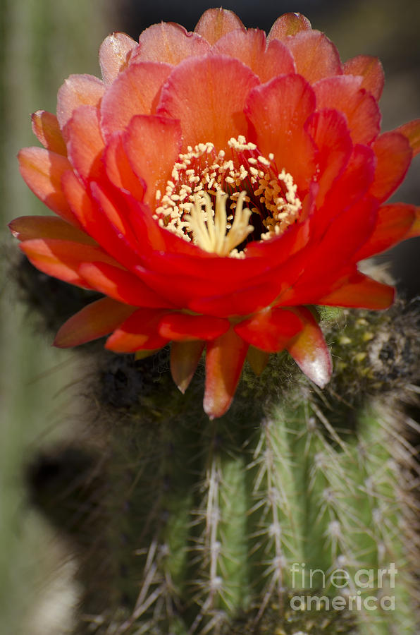 Flowers Still Life Photograph - Red cactus flower #4 by Jim And Emily Bush