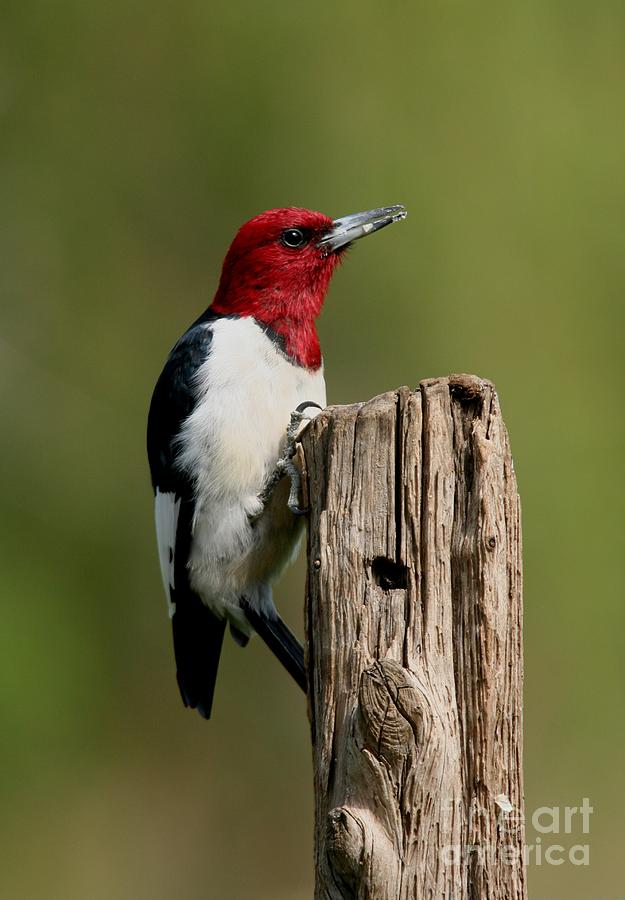 Red-headed Woodpecker #4 Photograph by Jack R Brock