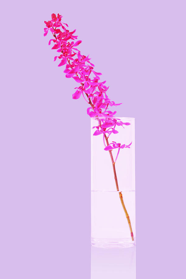 Asian Photograph - Red Orchid Bunch by Atiketta Sangasaeng Asian Photograph - Red Orchid Bunch by Atiketta Sangasaeng