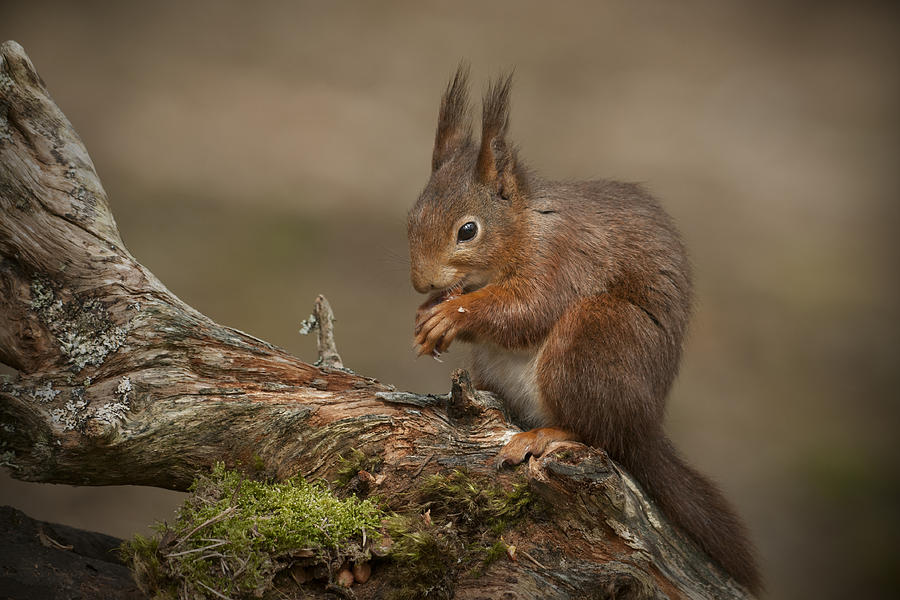 Red Squirrel Photograph
