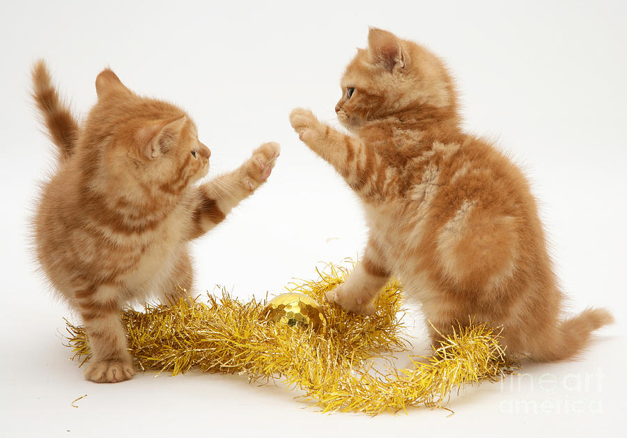 Red Tabby Kittens And Tinsel #4 Photograph by Jane Burton