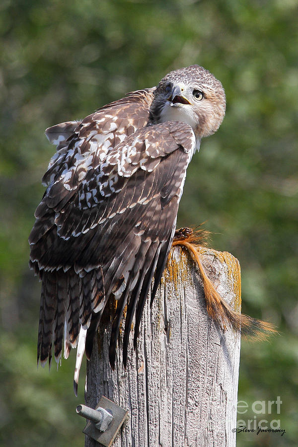 Red Tail Hawk #4 Photograph by Steve Javorsky