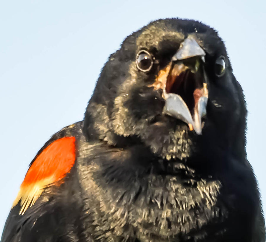 Red-Winged Blackbird #4 Photograph by Brian Stevens
