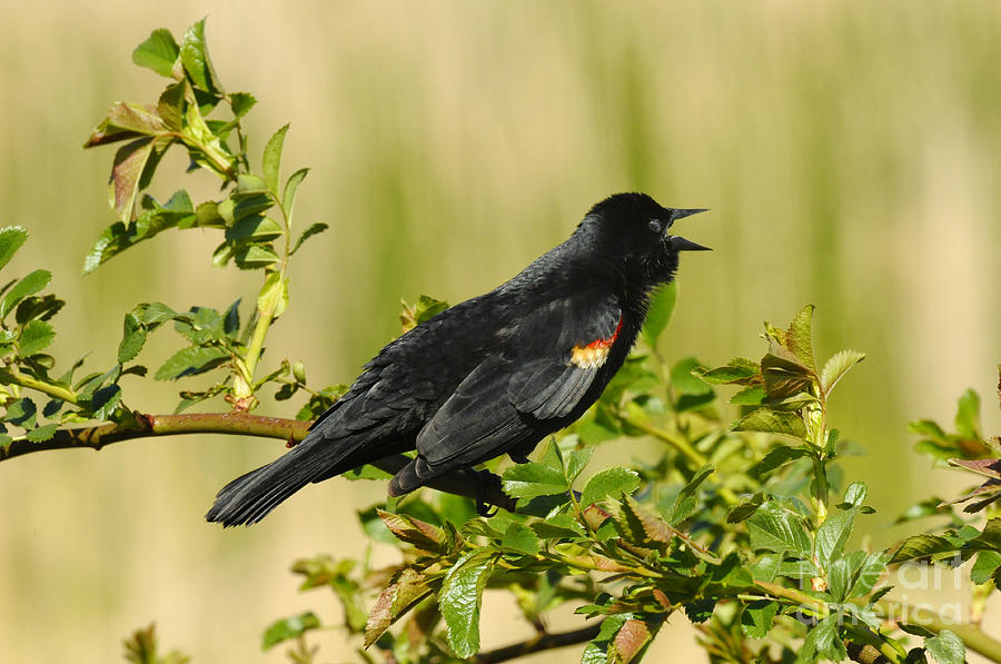 Red Winged Blackbird #1 Photograph by Dennis Hammer