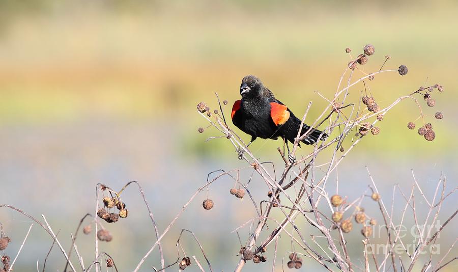 Red-winged Blackbird #4 Photograph by Jack R Brock