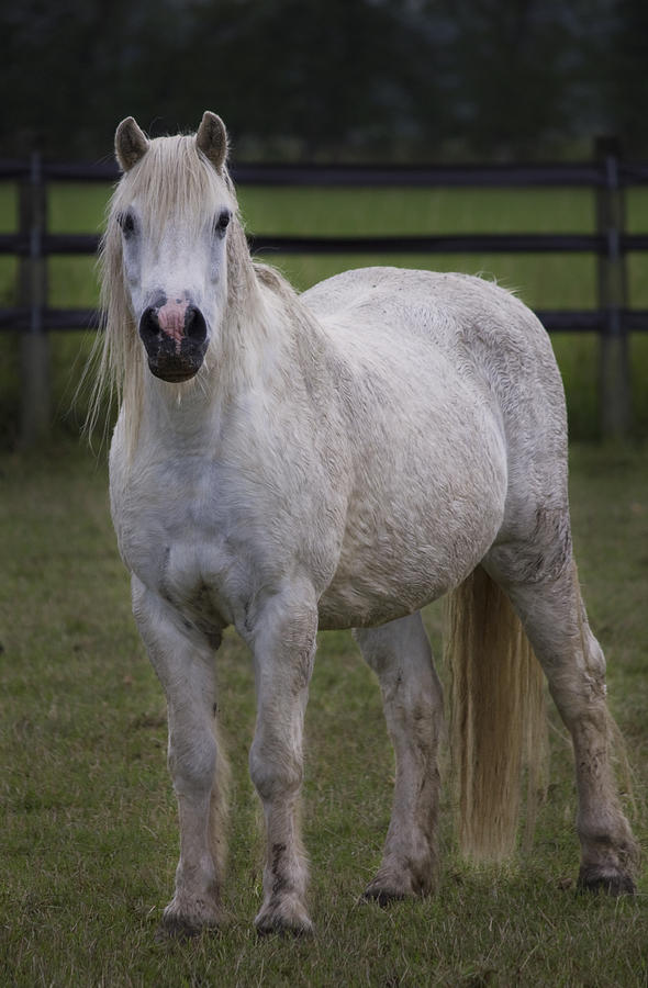 Redwing Horses Photograph by Darren Burroughs - Pixels