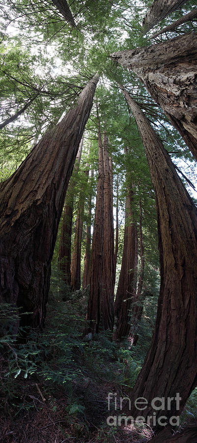 Muir Woods National Monument Photograph - Redwoods Sequoia Sempervirens #4 by Ted Kinsman