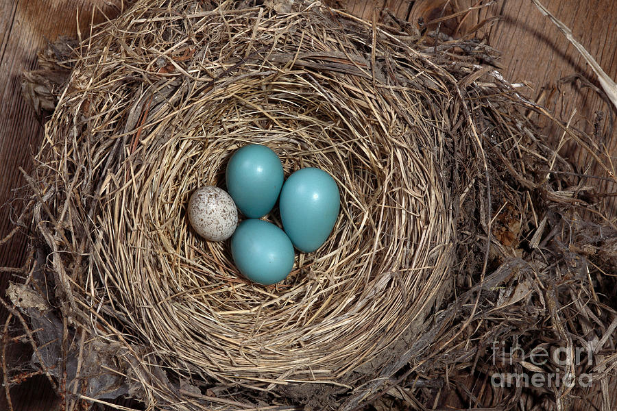 Robins Nest And Cowbird Egg #4 Photograph by Ted Kinsman