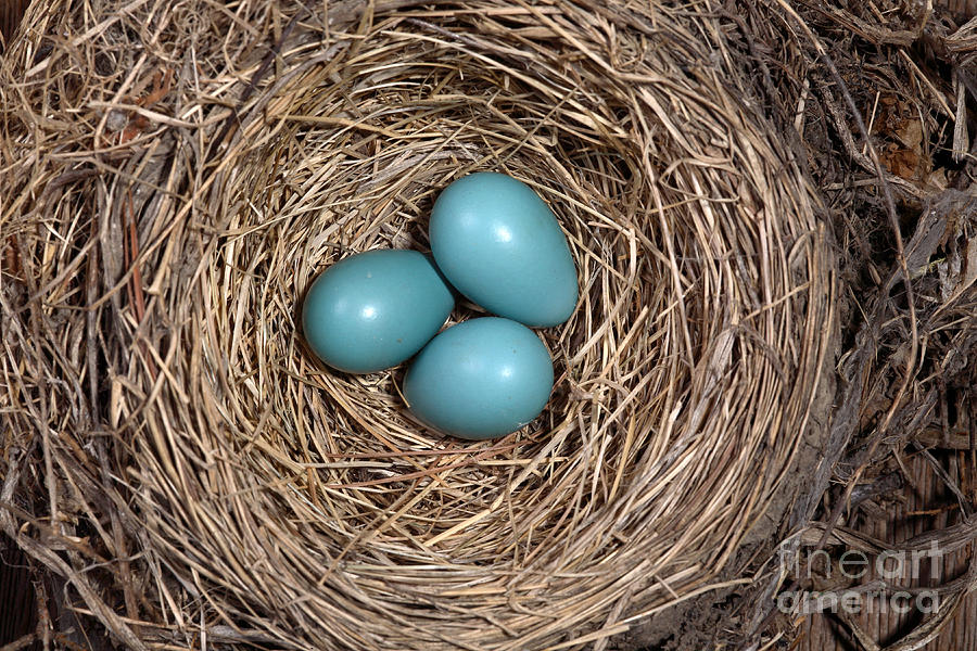 Robins Nest With Eggs #4  by Ted Kinsman