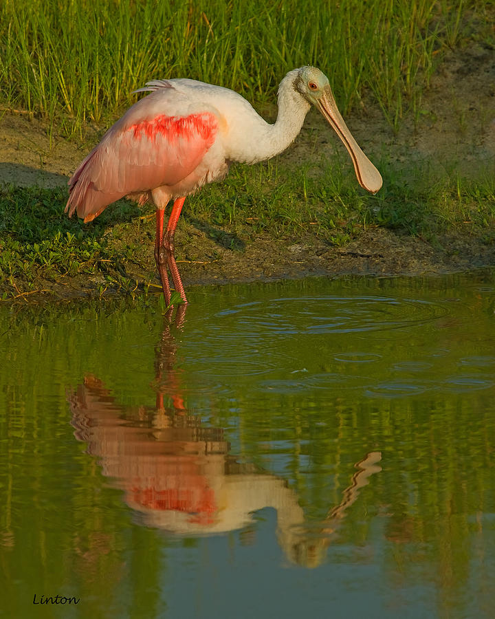 Roseate Spoonbill #4 Photograph by Larry Linton