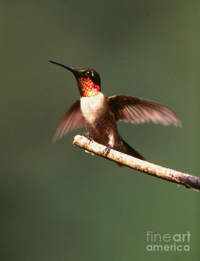 Ruby-throated Hummingbird #4 Photograph by Jack R Brock