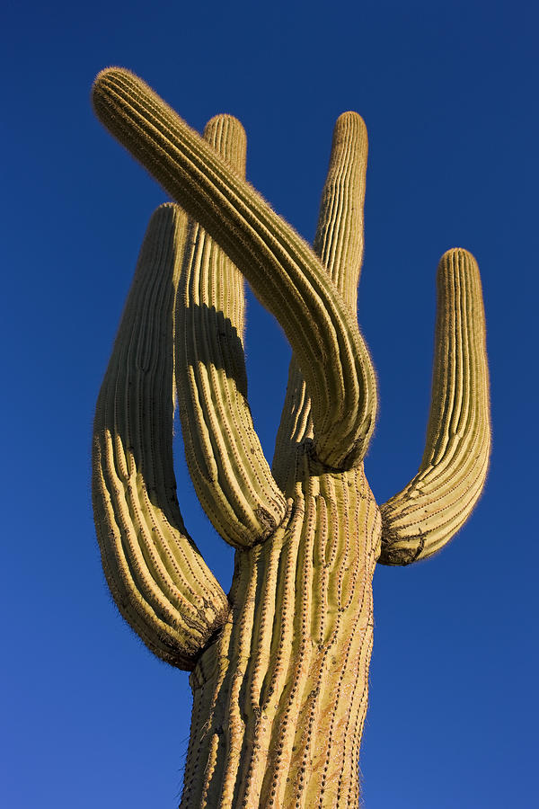 Saguaro Carnegiea Gigantea Cactus Photograph by Ingo Arndt Saguaro Carnegiea Gigantea Cactus Photograph by Ingo Arndt