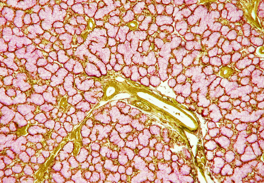 Exocrine Gland Photograph - Salivary Gland, Light Micrograph #4 by Steve Gschmeissner