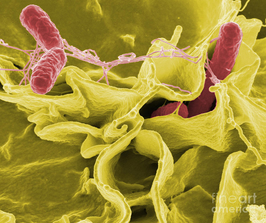 Salmonella Bacteria #9 Photograph by Science Source