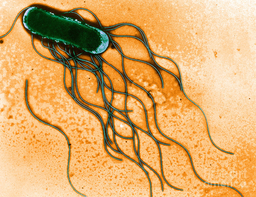 Salmonella #4 Photograph by Science Source
