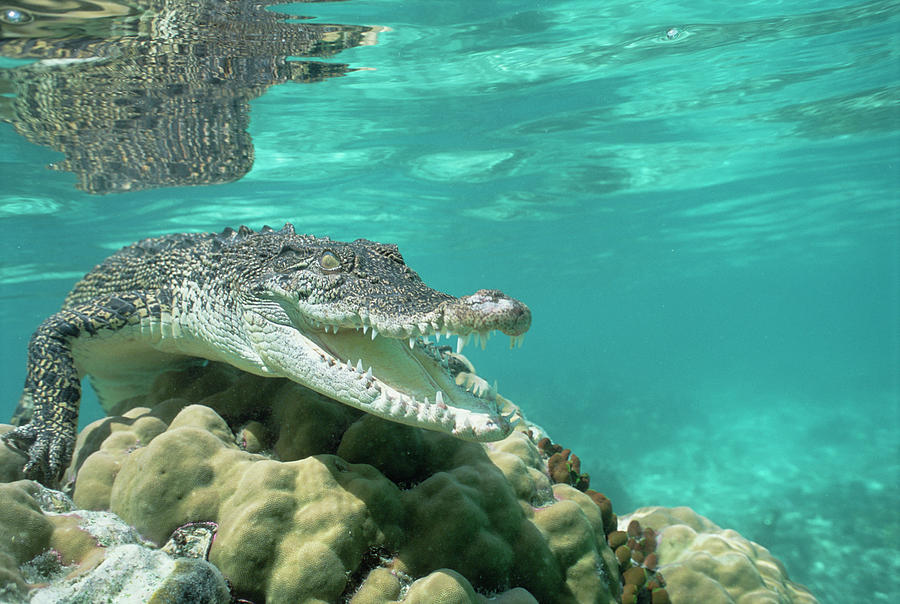 Saltwater Crocodile Crocodylus Porosus #4 Photograph by Mike Parry