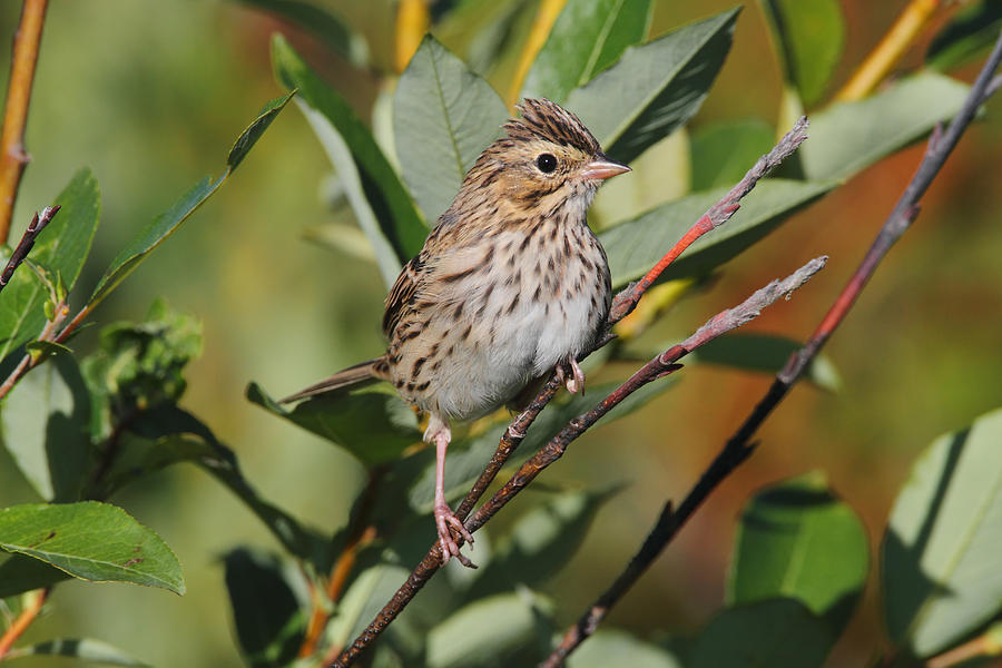 Sparrow Photograph - Savannah Sparrow #4 by Doug Lloyd
