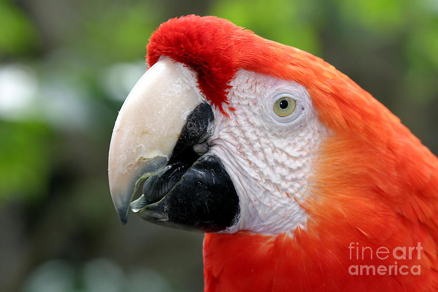 Scarlet Macaw #4 Photograph by Henrik Lehnerer