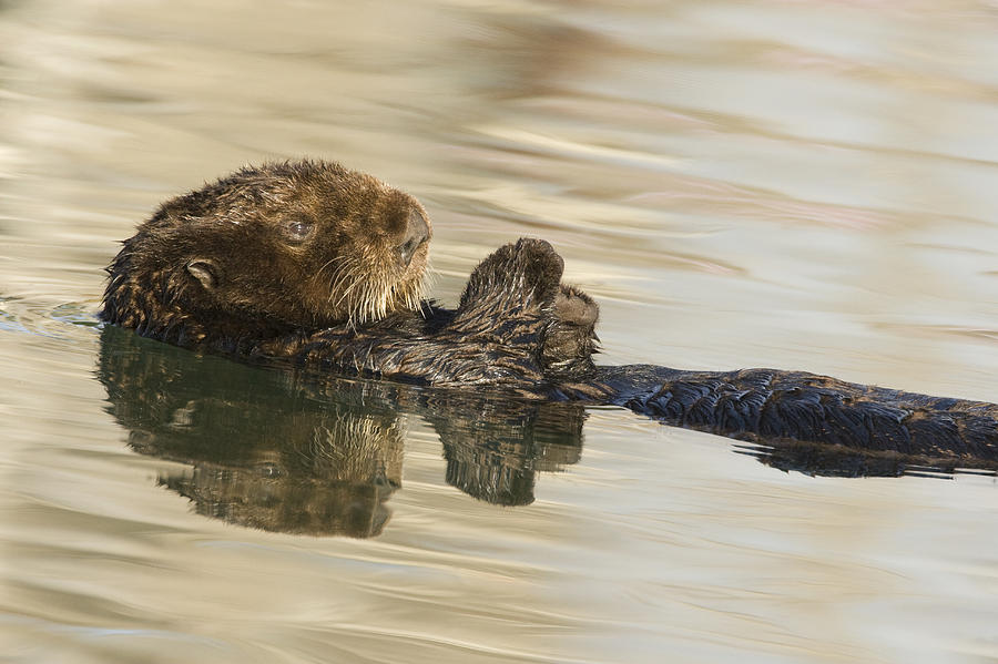 Sea Otter  Elkhorn Slough Monterey Bay #4 Photograph by Sebastian Kennerknecht
