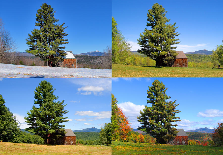 4 Season Tree and Barn Photograph by Larry Landolfi