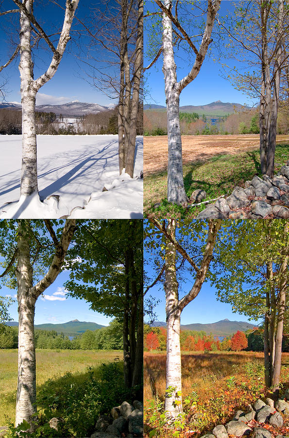 4 Seasons Chocurua Vertical Photograph by Larry Landolfi
