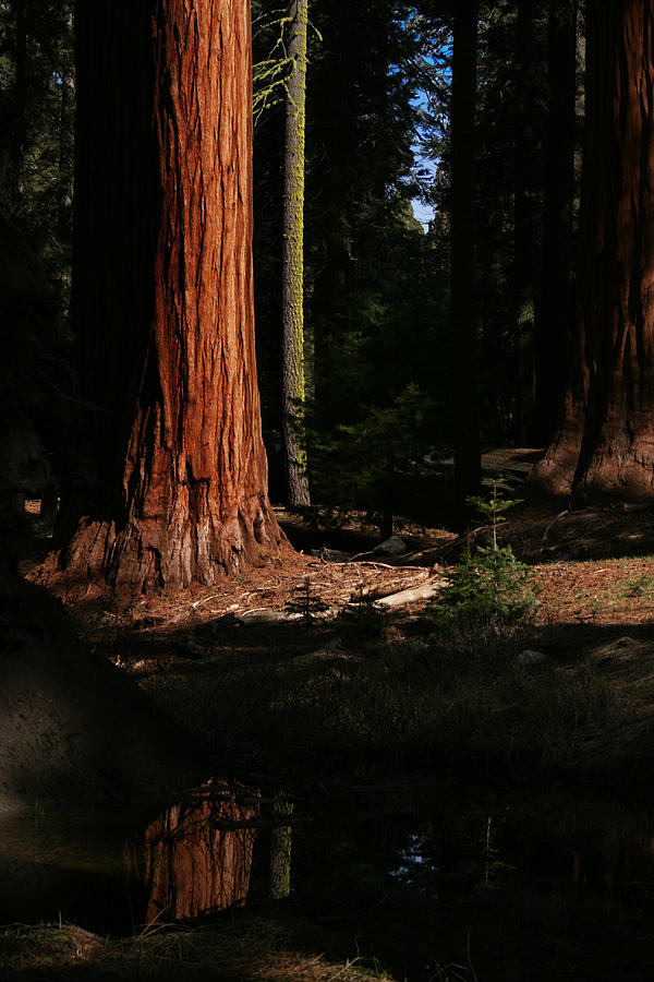 Sequoia National Park #4 Photograph by Benjamin Dahl