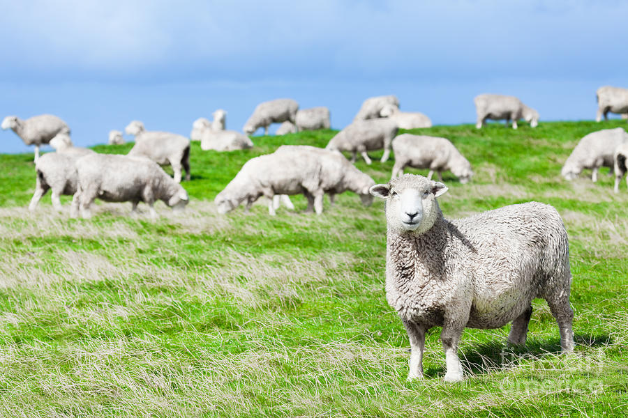 Sheep Photograph - Sheeps #4 by MotHaiBaPhoto Prints