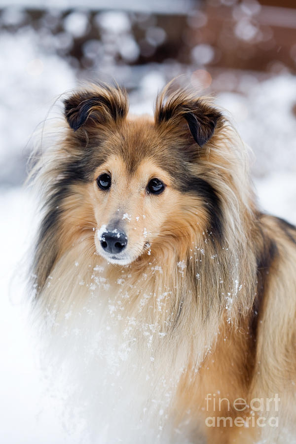 Sheltie #4 Photograph by Kati Finell