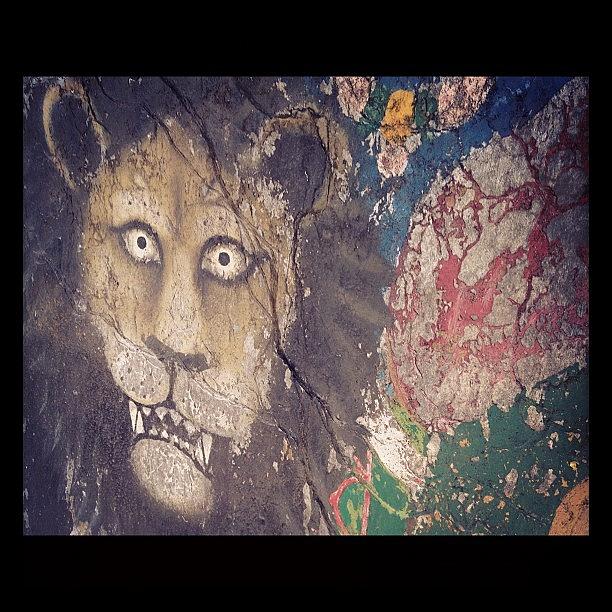 Lion Photograph - #shiva #cafe #mcleodganj #trek #boom #4 by Sahil Gupta