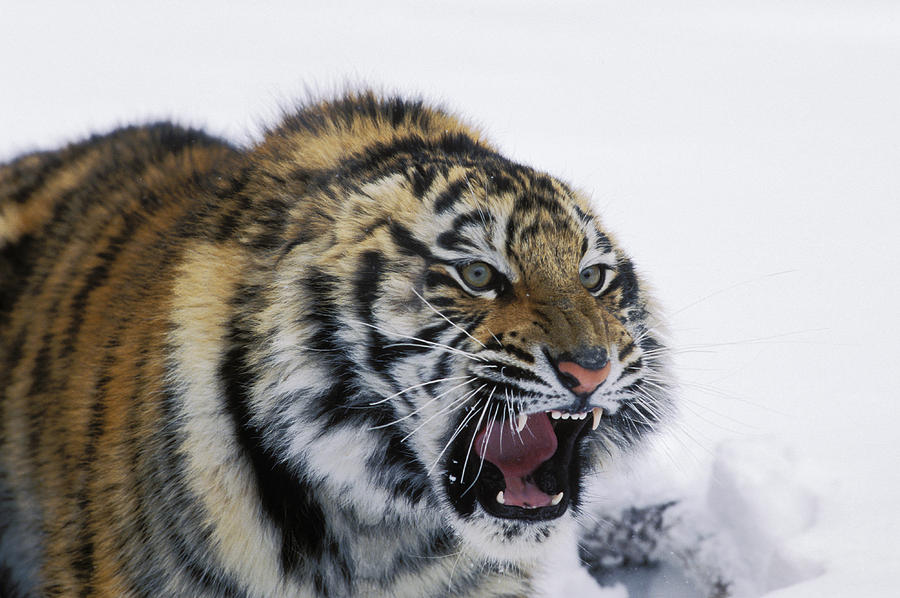 Siberian Tiger Panthera Tigris Altaica #4 Photograph by Konrad Wothe