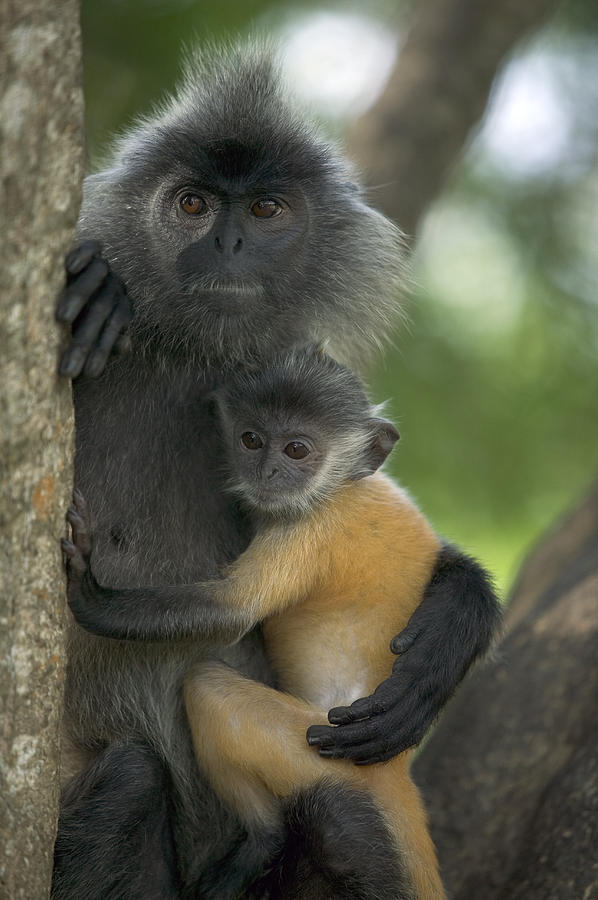 Silvered Leaf Monkey Trachypithecus #4 Photograph by Cyril Ruoso