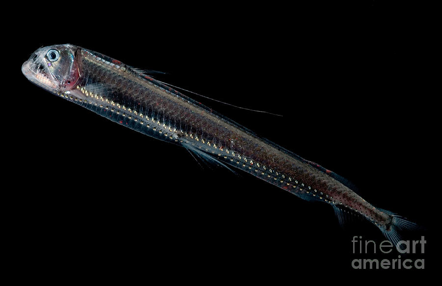 Sloanes Viperfish #4 Photograph by Dant Fenolio