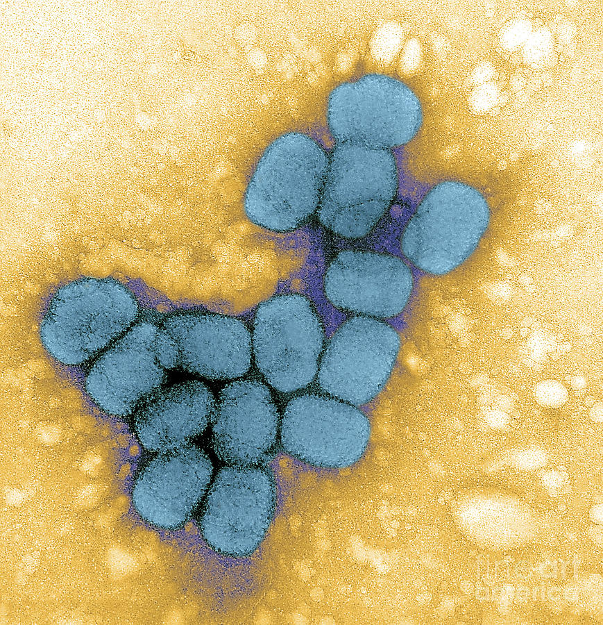 giant microbes smallpox