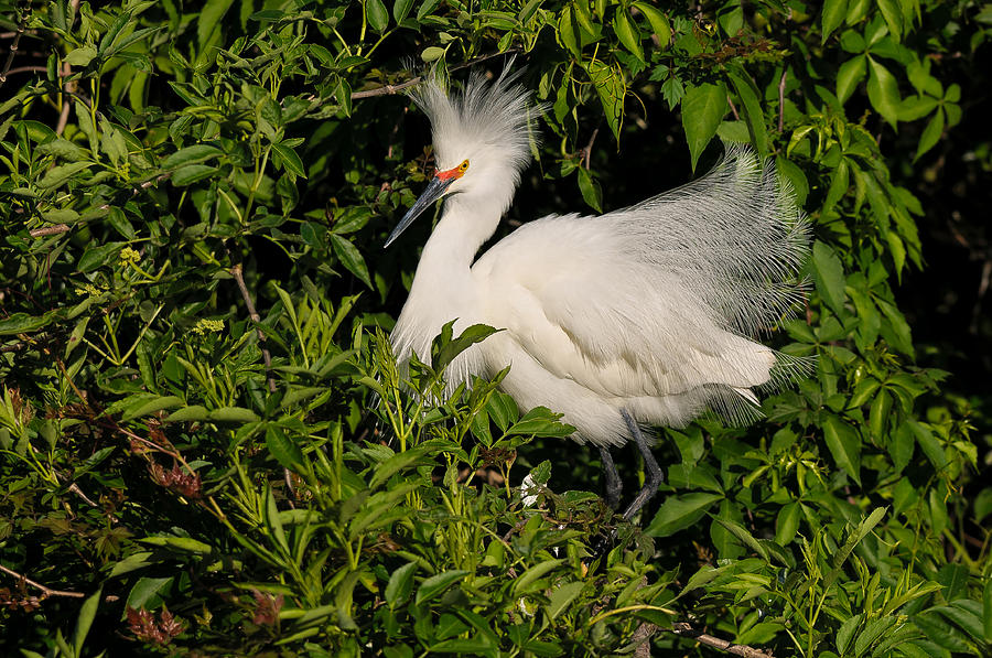 Snowy Egret Photograph by Edward Morgan - Fine Art America