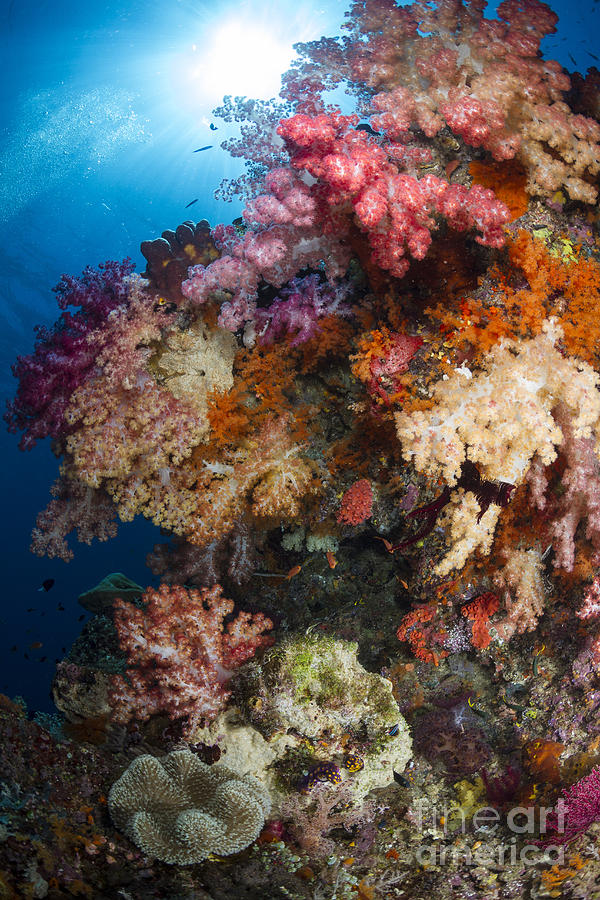 Soft Coral In Raja Ampat, Indonesia Photograph