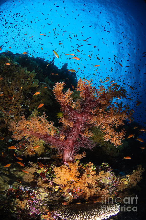 Fish Photograph - Soft Coral Seascape, Fiji #4 by Todd Winner