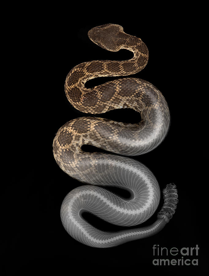 X-ray of Southern Pacific Rattlesnake Photograph by Ted Kinsman