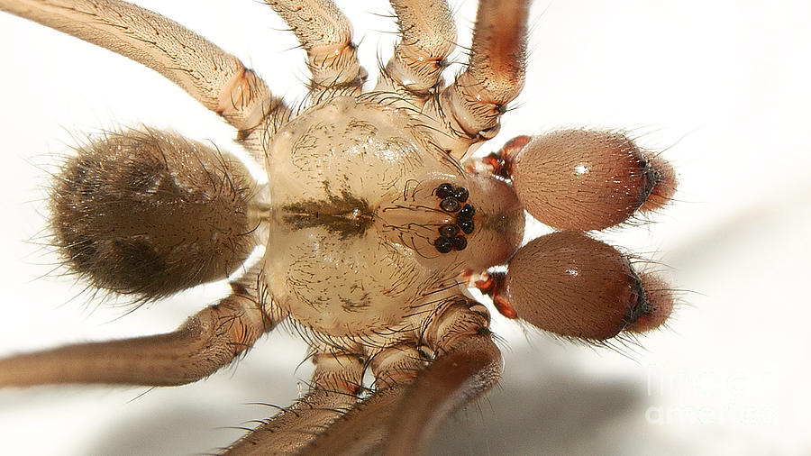 Spider #4 Photograph by Mareko Marciniak