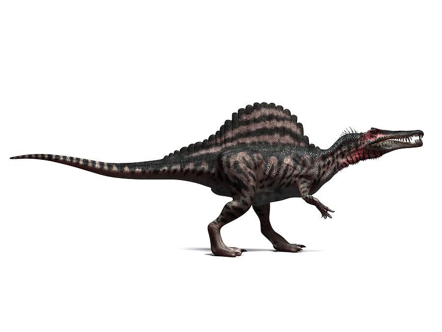 Spinosaurus Dinosaur, Artwork Photograph by Sciepro - Fine Art America