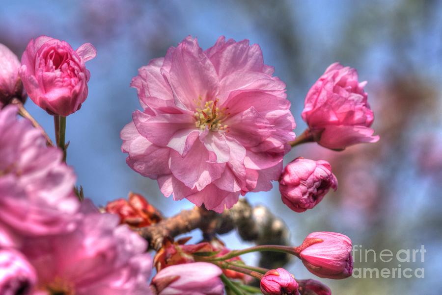 Spring Blossom #4 Photograph by David Birchall