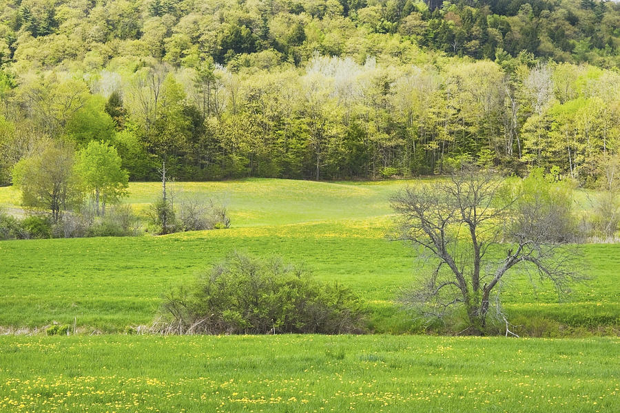 Spring Farm Landscape With Dandelion bloom in Maine #4 Photograph by Keith Webber Jr