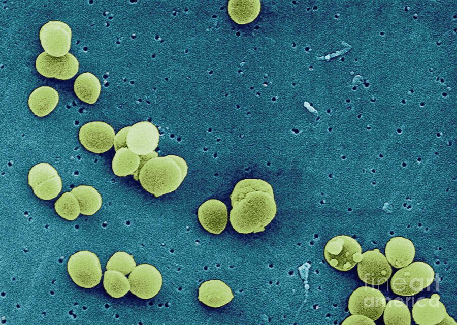 Staphylococcus Aureus Bacteria #4 Photograph by Science Source