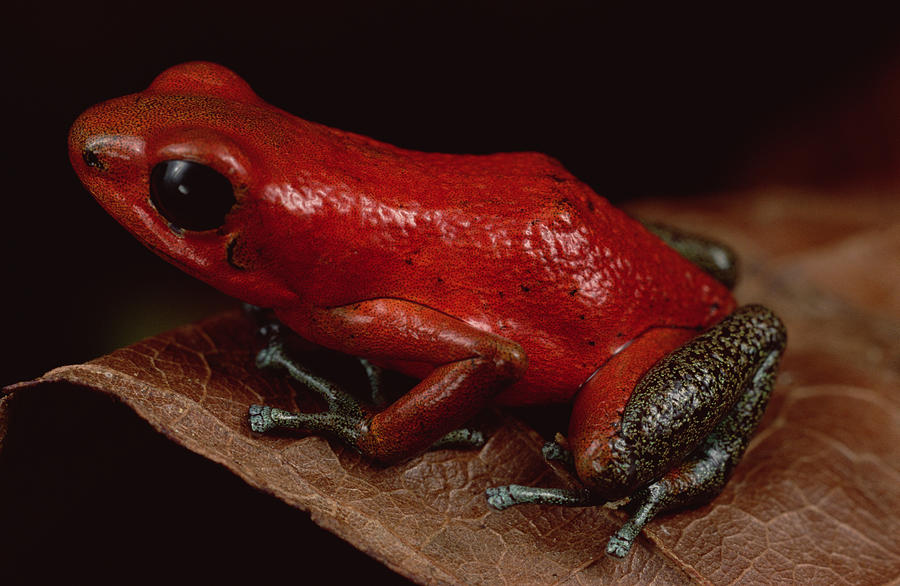 Strawberry Poison Dart Frog Dendrobates Photograph by Mark Moffett