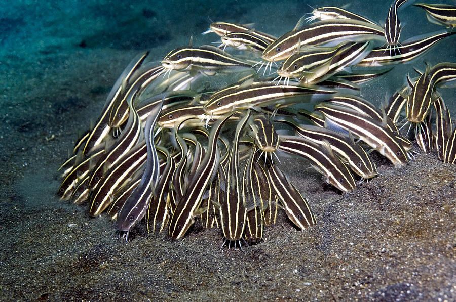 Striped Eel Catfish Photograph by Georgette Douwma - Pixels