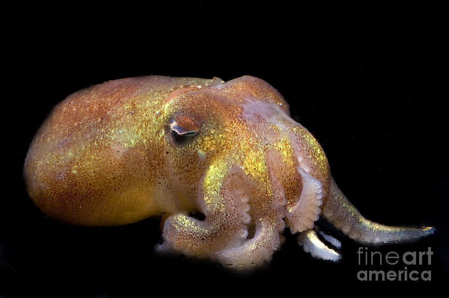 Stubby Squid #4 Photograph by Dante Fenolio